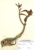 藏品(沙漠玫瑰)的圖片